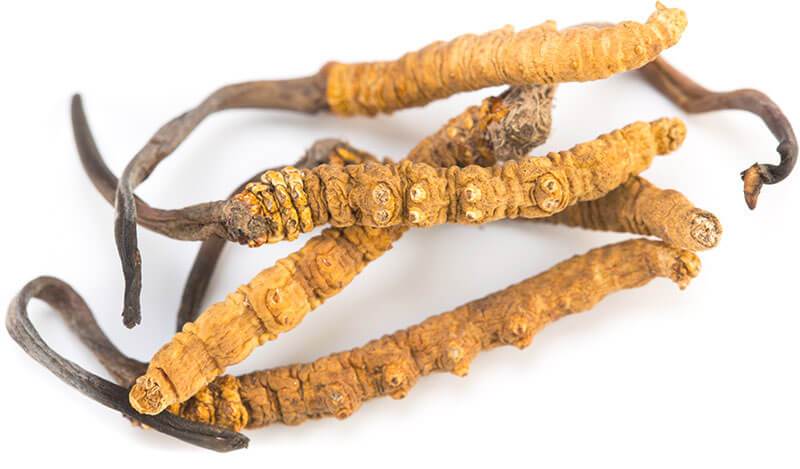 Ophiocordyceps Sinensis (Yarsagumba) - 10g